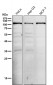 Anti-UBE3A Monoclonal Antibody
